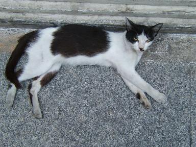 �^�C�L���b�g